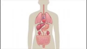 как устроен организм человека