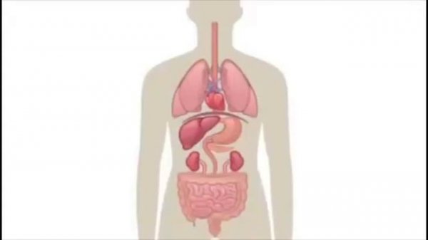 как устроен организм человека