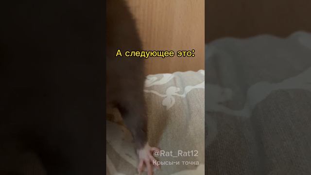 Что нельзя крысам часто есть? ||я очень старалась;)||#крыса #мандарин#ананас #реееееек смотреть онлайн