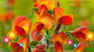 Ракитник гибридный Лена. Краткий обзор, описание характеристик, где купить саженцы cytisus lena