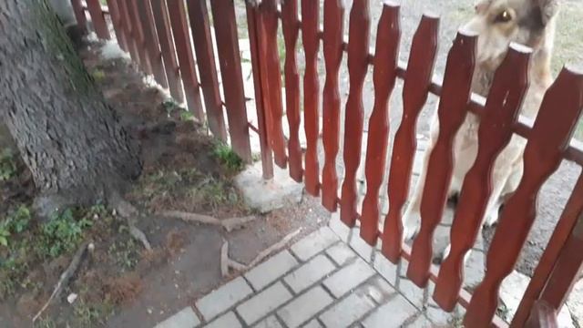 Funny Dog Feeding - When Perseverance Meets 'Providence', Nothing's Impossible (A GARDEN FABLE) смотреть онлайн