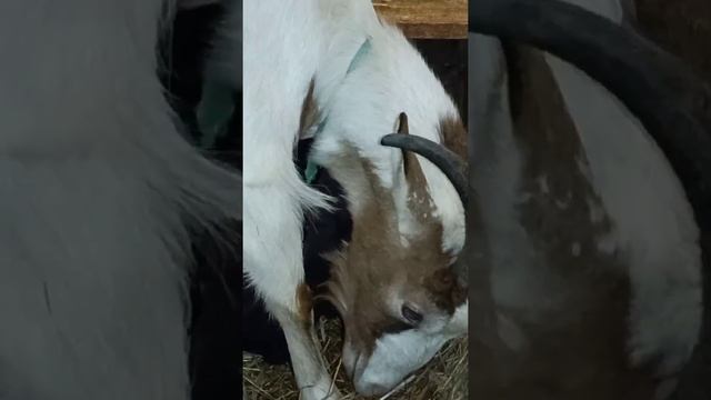 Коза перехаживает срок окота| или ошиблись с днём покрытия???? смотреть онлайн
