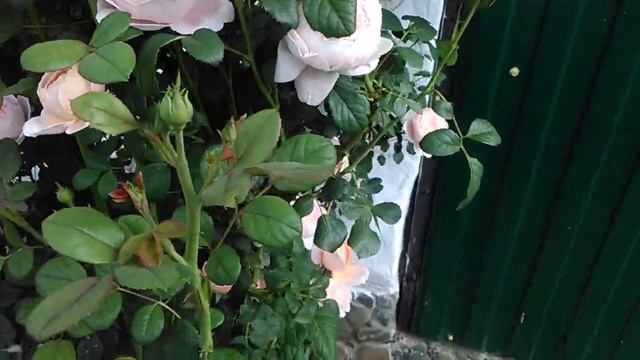 Роза Д. Остина Софиз роуз -цветение, описание сорта?; Розы в моем саду??? смотреть онлайн