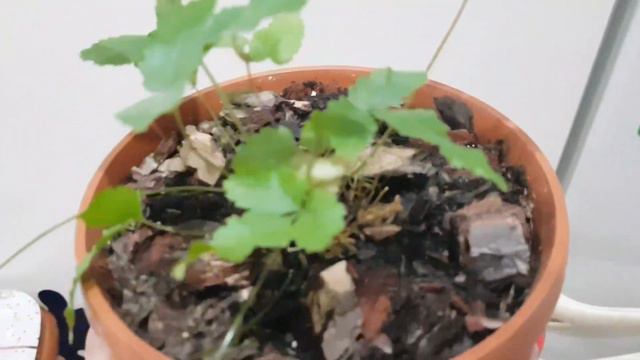 Дом в цветах// Обзор цветочков на кухне// Август. смотреть онлайн