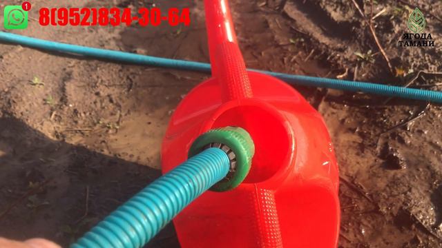 ЗИМНЯЯ ПОДКОРМКА МАЛИНЫ || подкормка малины на зиму || #подкормка #малины #чемподкормить смотреть онлайн