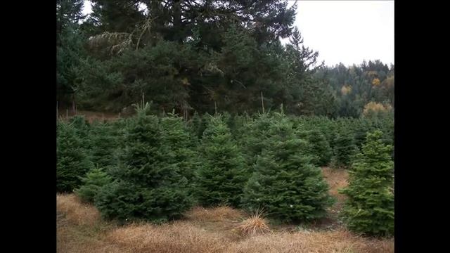 Glee Cast O Christmas Tree смотреть онлайн