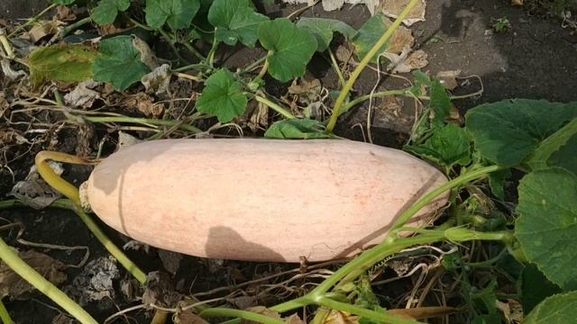 Розовый банан ещё не пробовала. Урожай тыквы порадовал! смотреть онлайн