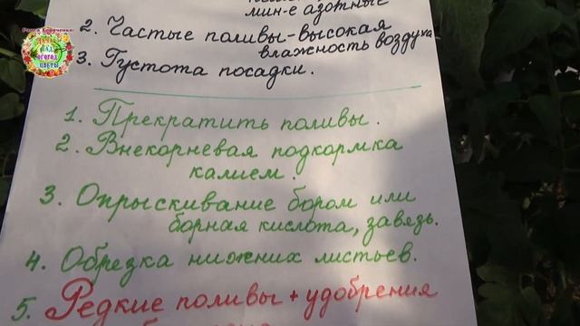 Почему жируют помидоры? Как и чем им помочь? смотреть онлайн