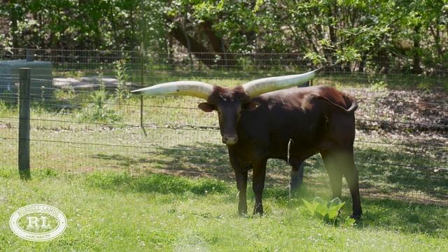 Watusi Cattle join The Stables Family смотреть онлайн