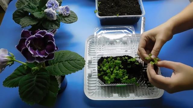 ???РАССАДА МАРГАРИТКИ ! ВЫРАЩИВАНИЕ из семян в домашних условиях смотреть онлайн