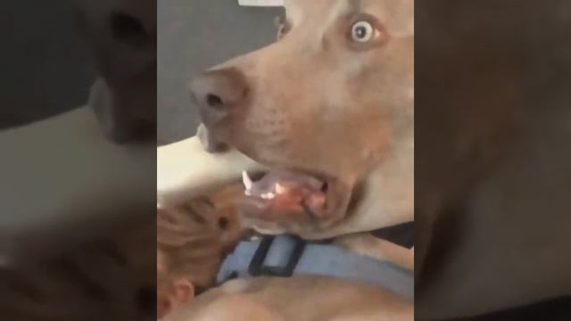 Funny animals reaction will make you laugh lol смотреть онлайн