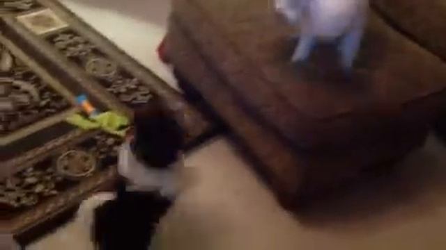Havanese puppy playing смотреть онлайн