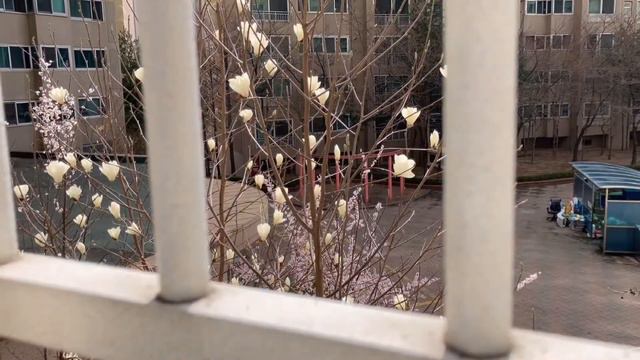 🤍목련이 열리는 타임랩스🤍(Magnolia-opening timelapse) смотреть онлайн