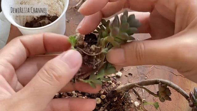 Resetting Succulent | Graptoveria ‘Purple Dream’ Succulent