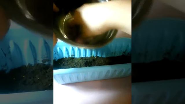 DIV⛄Как вырастить траву в домашних условиях из корма для попугаев????? смотреть онлайн