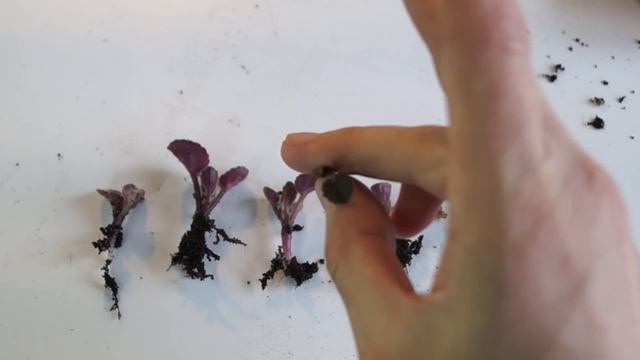 Как и когда рассадить деток фиалки. Показываю на сложном примере смотреть онлайн