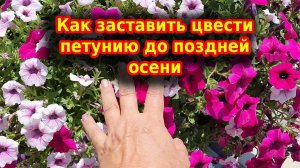Петуния будет пышной! Важные правила ухода для обильного цветения.
