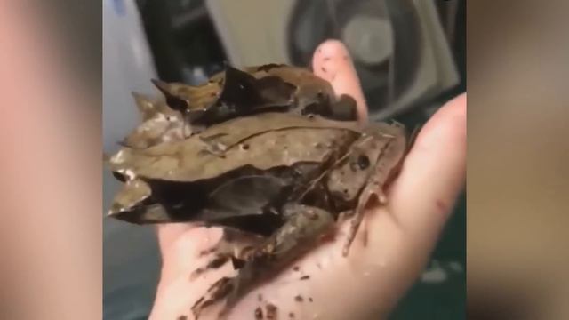 ЭТИ СУЩЕСТВА ВЫ УВИДИТЕ ВПЕРВЫЕ В ЖИЗНИ / Часть 2 смотреть онлайн