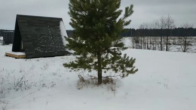 Пересадка сосны. Экопарк ЗаАзяково смотреть онлайн