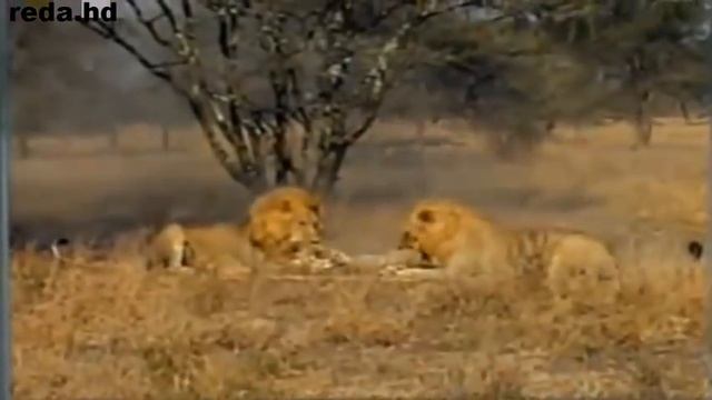 Lion Attack Cheetah   Male Lion Kills 2 Cheetahs