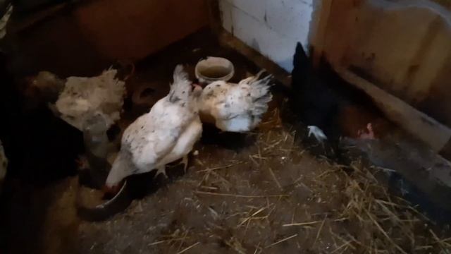 Куры породы Мастер Грей и Супер Харко смотреть онлайн