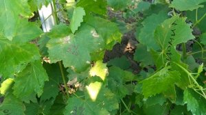 ? Как ВЫЛЕЧИТЬ  МИЛДЬЮ винограда за ДВА дня. Только не упустите момент. Ридомил Голд лучшая защита.