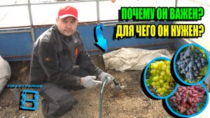 СРОЧНО СДЕЛАТЬ ВЕСЕННИЙ ВЛАГОЗАРЯДКОВЫЙ ПОЛИВ ВИНОГРАДА. ОТКРЫТИЕ ЛОЗЫ? СЕВЕРНЫЙ ВИНОГРАДНИК 24-08