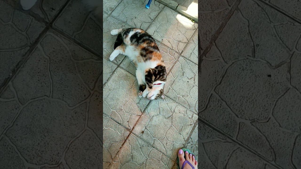 Кошка в жару смотреть онлайн