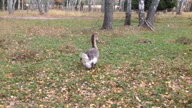 Холмогорский гуси во Владимирской области смотреть онлайн