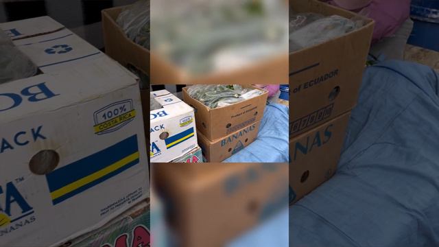 Сколько можно собрать огурца с 12 соток в марте месяце. Сборы огурца. Огурец Bjorn F1. смотреть онлайн