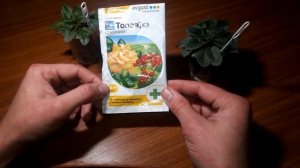 Мучнистая роса на фиалках.