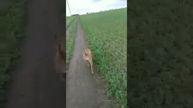 Гуляем))) смотреть онлайн