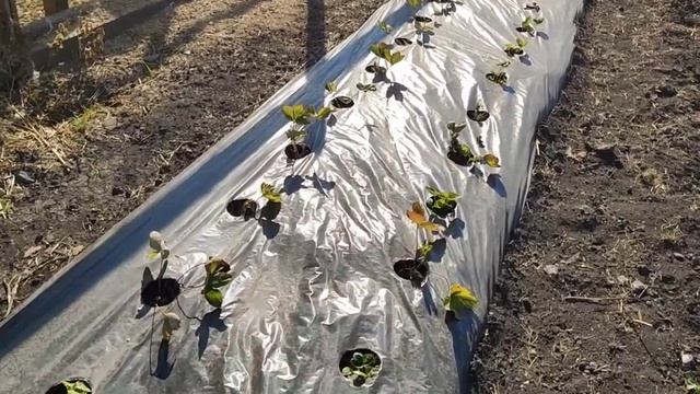 Наводим порядок на огороде, выкапываю #гладиолусы смотреть онлайн