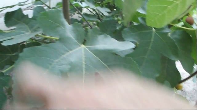 ИНЖИР НА САДОВОМ УЧАСТКЕ ОТ ПОСАДКИ ДО ПЛОДОВ vselennaya uvlesheniy смотреть онлайн