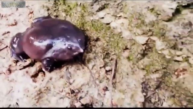 ТОП-8 экзотических животных планеты смотреть онлайн