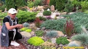 Сад у соседей. Новый цветник осенью. Отсыпка камнем#ландшафтныйдизайндачисвоимируками#красивыйсад