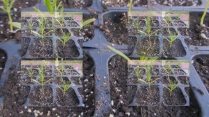 Космея. Посадка, выращивание, уход, сбор семян. Наши исследования и опрос в рубрике "дачный визит".