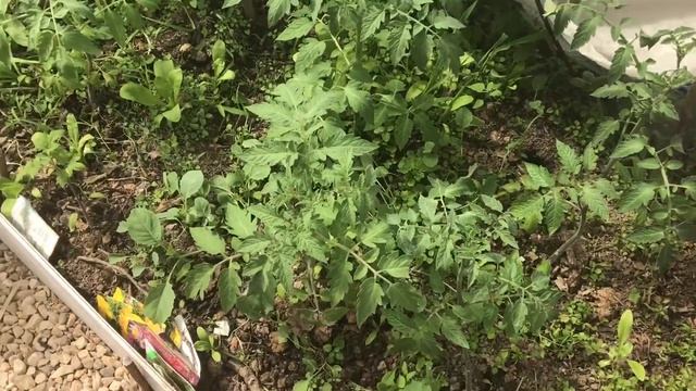 Как посадить много кустов томатов на грядку смотреть онлайн