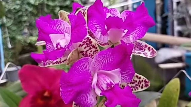 Cattleya Yuan Dung Sweet 'Dragonfruit'