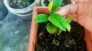 Выращивание цитрусов- лимонов,мандаринов кумкватов. Обзор моих цитрусят. Формировка кроны.