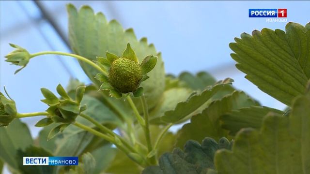 «Неземная клубника». В Тейковском районе ягоды начали выращивать по новым технологиям смотреть онлайн