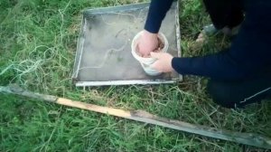 Кормление белого амура и толстолобика