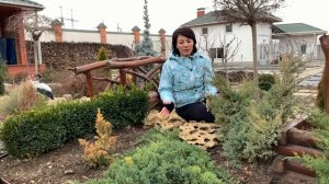 Можжевельник лежачий Нана - хвойный карлик. Посадка и уход.