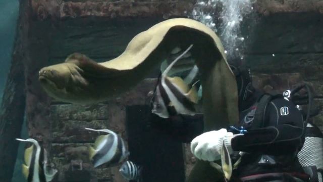 Кормление акулы Манюни смотреть онлайн