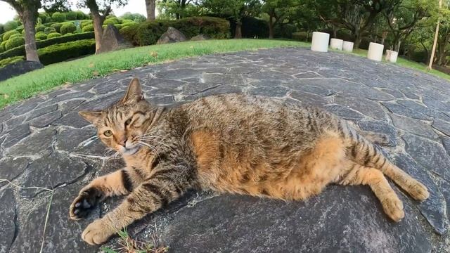 大きなお腹を丸出しにしてコテンと寝転がるキジトラ猫、撮影はお断り！？ смотреть онлайн