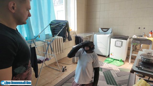 НИ ОДНО ЖИВОТНОЕ ТАК НЕ СМОЖЕТ! Этой Шимпанзе завидуют даже акробаты смотреть онлайн