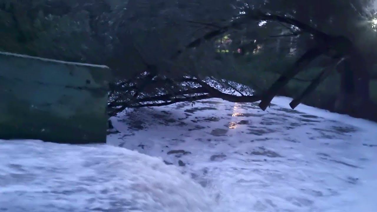 Река Сходня в природном парке. Куркино.31.07.2024 смотреть онлайн