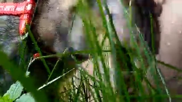 Как приучить хозяина гулять с кошкой на шлейке смотреть онлайн