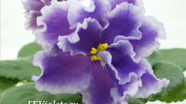 Фиалковые грезы.wmv смотреть онлайн