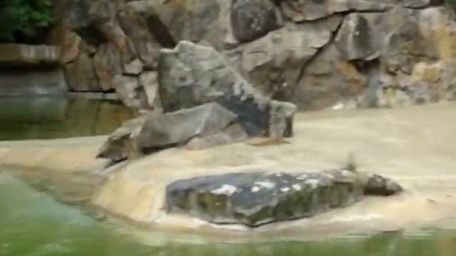 Морские котики смотреть онлайн